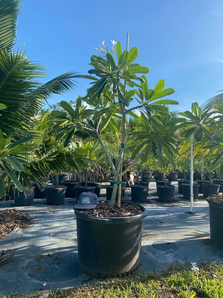 plumeria-obtusa-frangipani