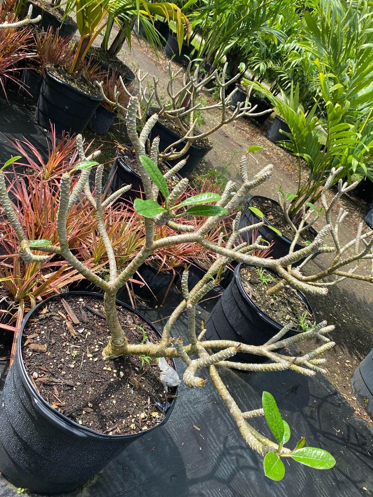 plumeria-obtusa-frangipani