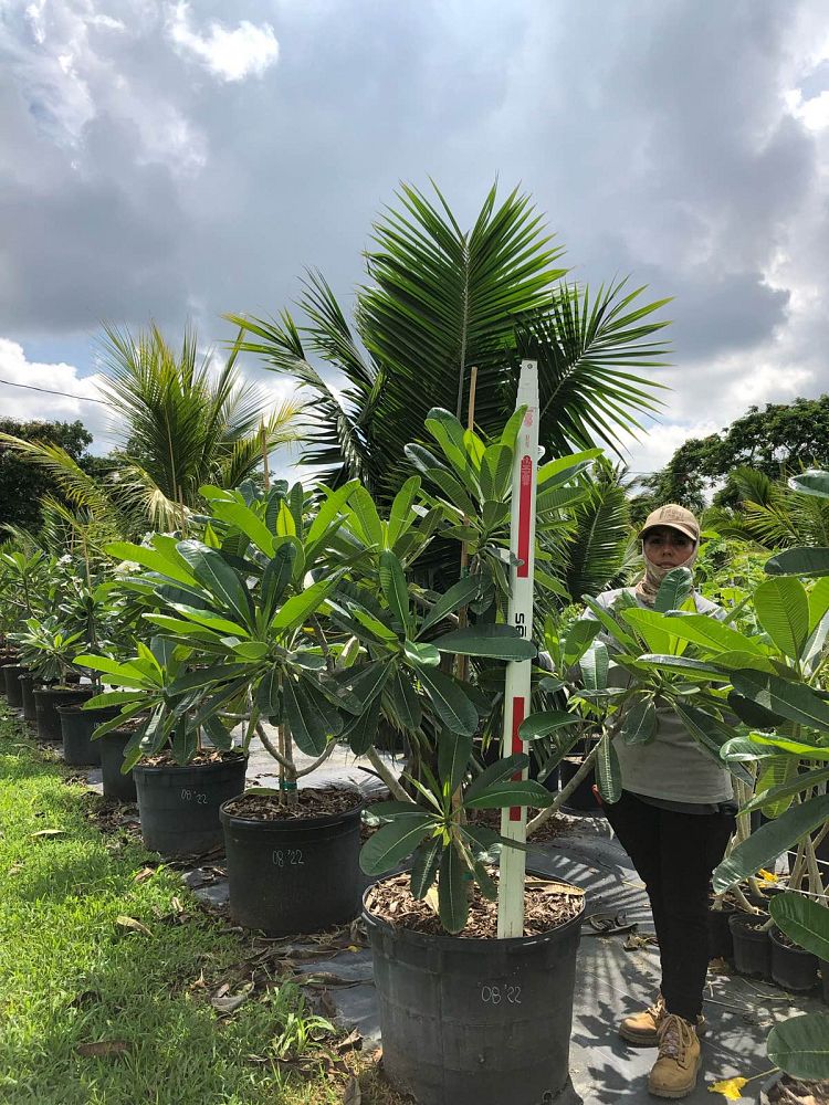 plumeria-obtusa-frangipani