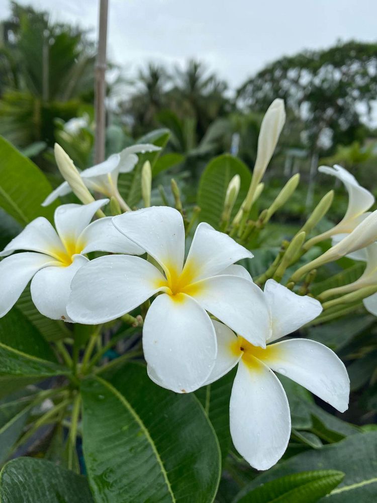 plumeria-obtusa-frangipani