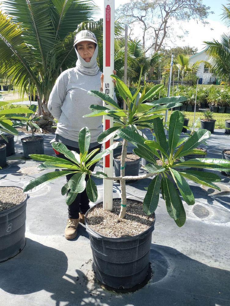 plumeria-obtusa-frangipani