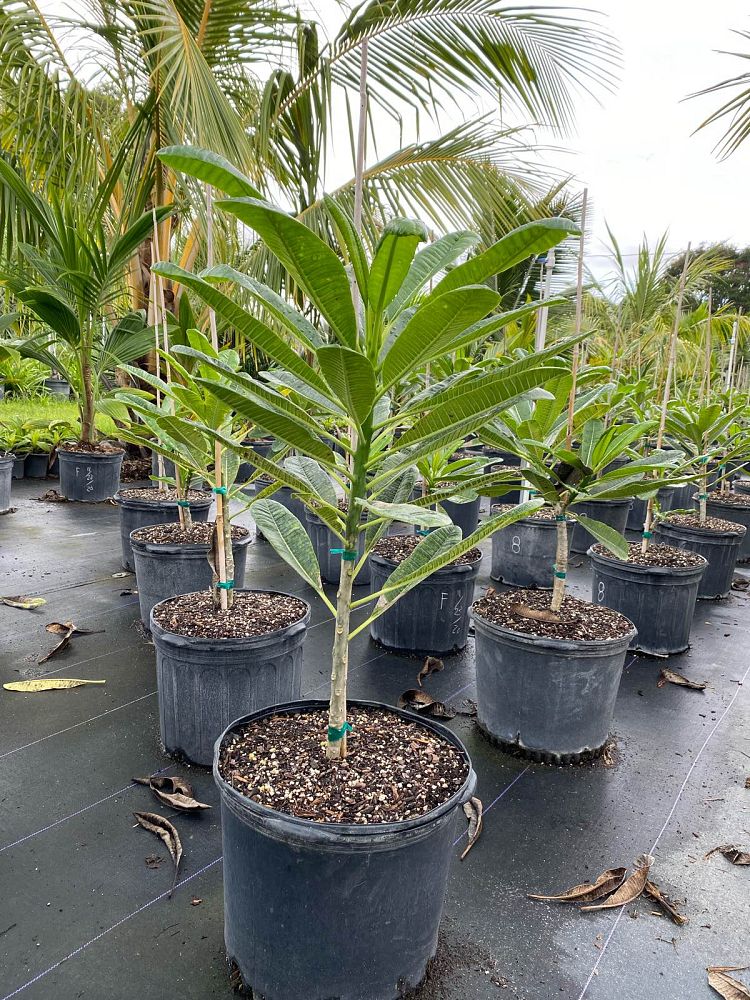 plumeria-obtusa-frangipani