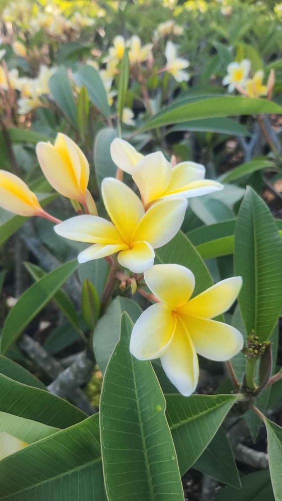 plumeria-obtusa-frangipani