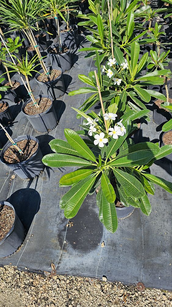 plumeria-obtusa-frangipani
