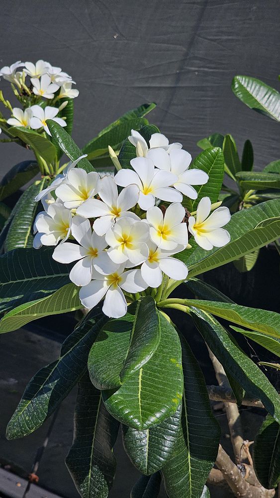 plumeria-obtusa-frangipani
