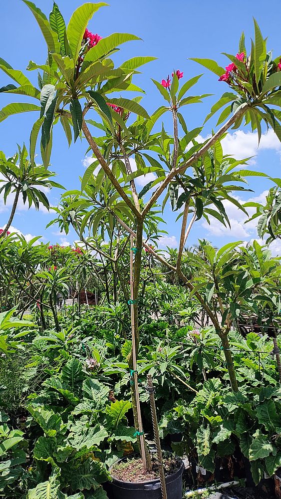 plumeria-obtusa-frangipani