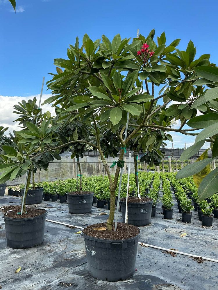 plumeria-obtusa-frangipani