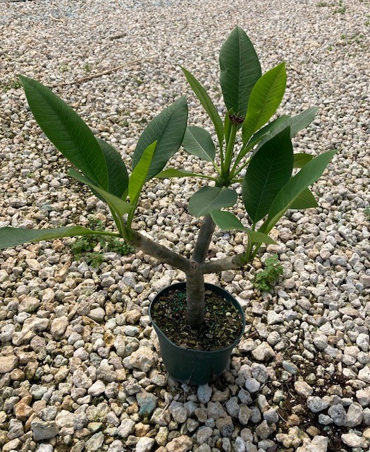 plumeria-obtusa-singapore-frangipani-singapore