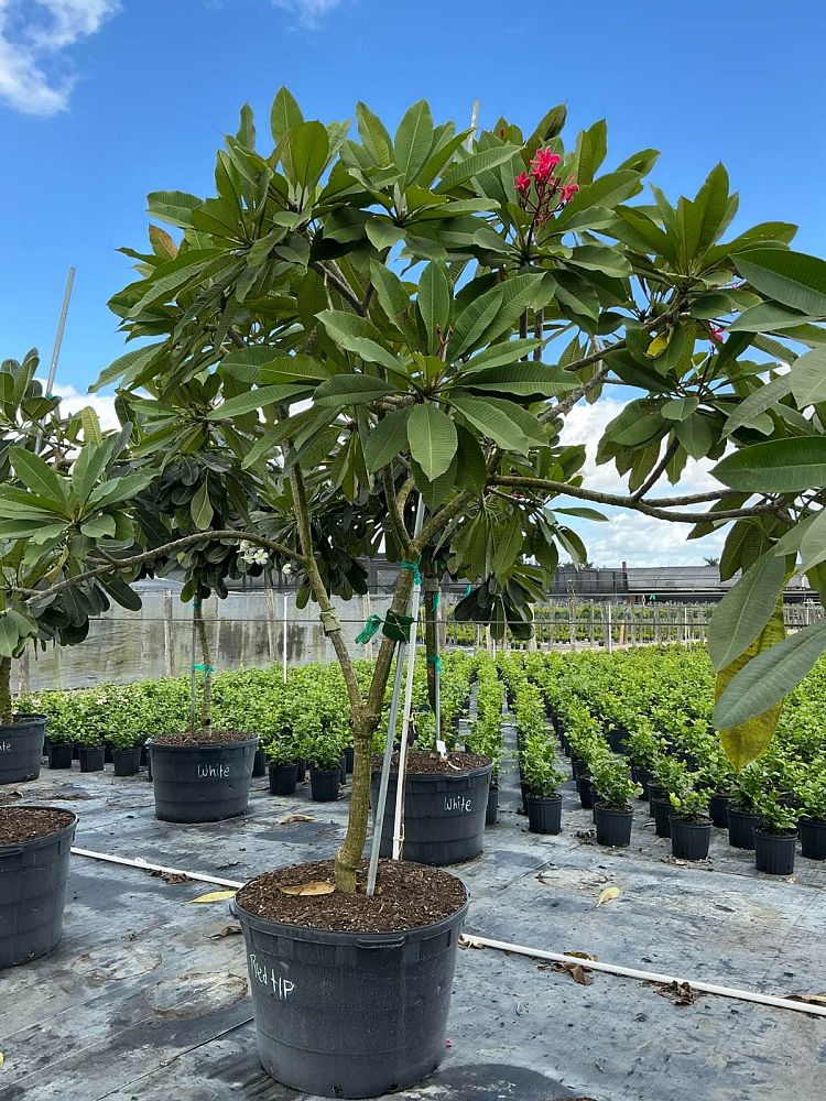 plumeria-obtusa-singapore-frangipani-singapore