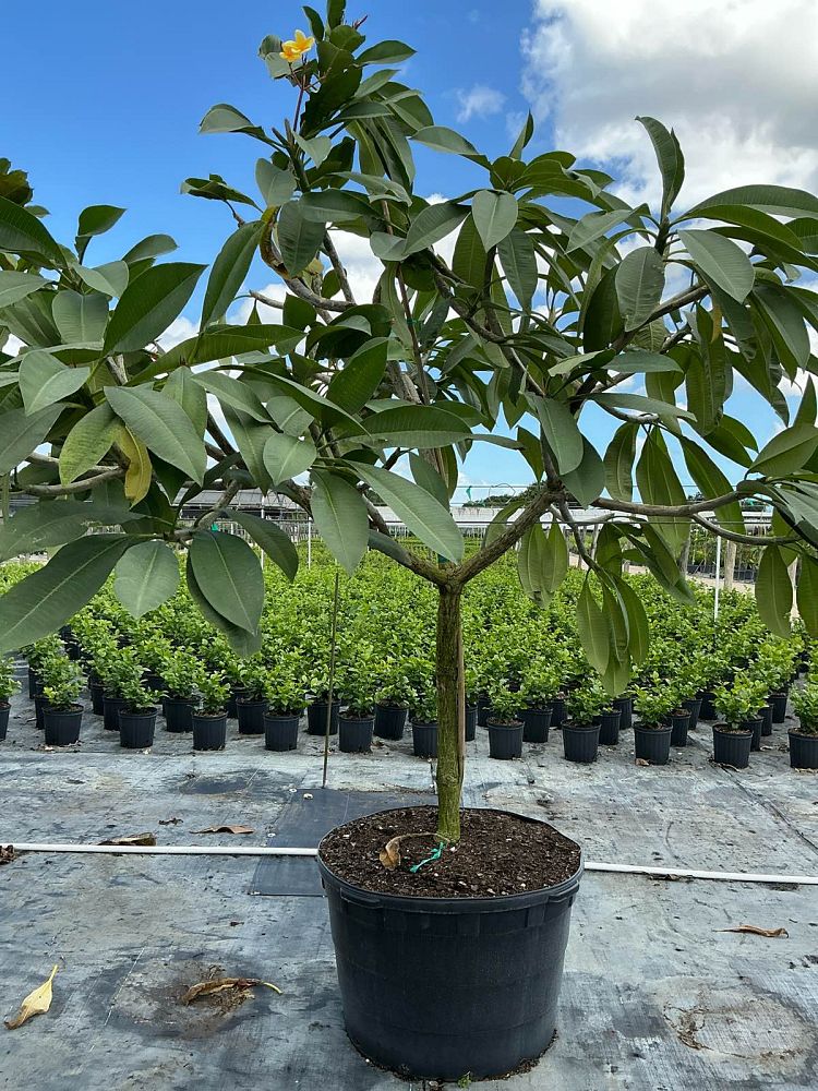 plumeria-obtusa-singapore-frangipani-singapore
