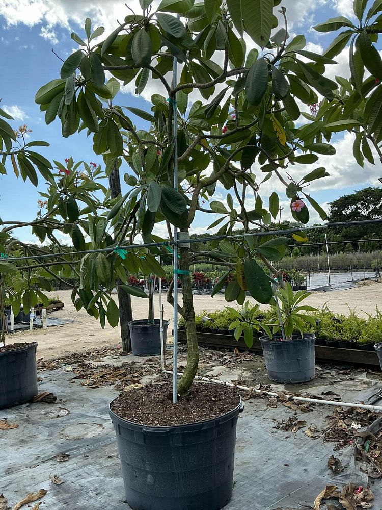 plumeria-obtusa-singapore-frangipani-singapore