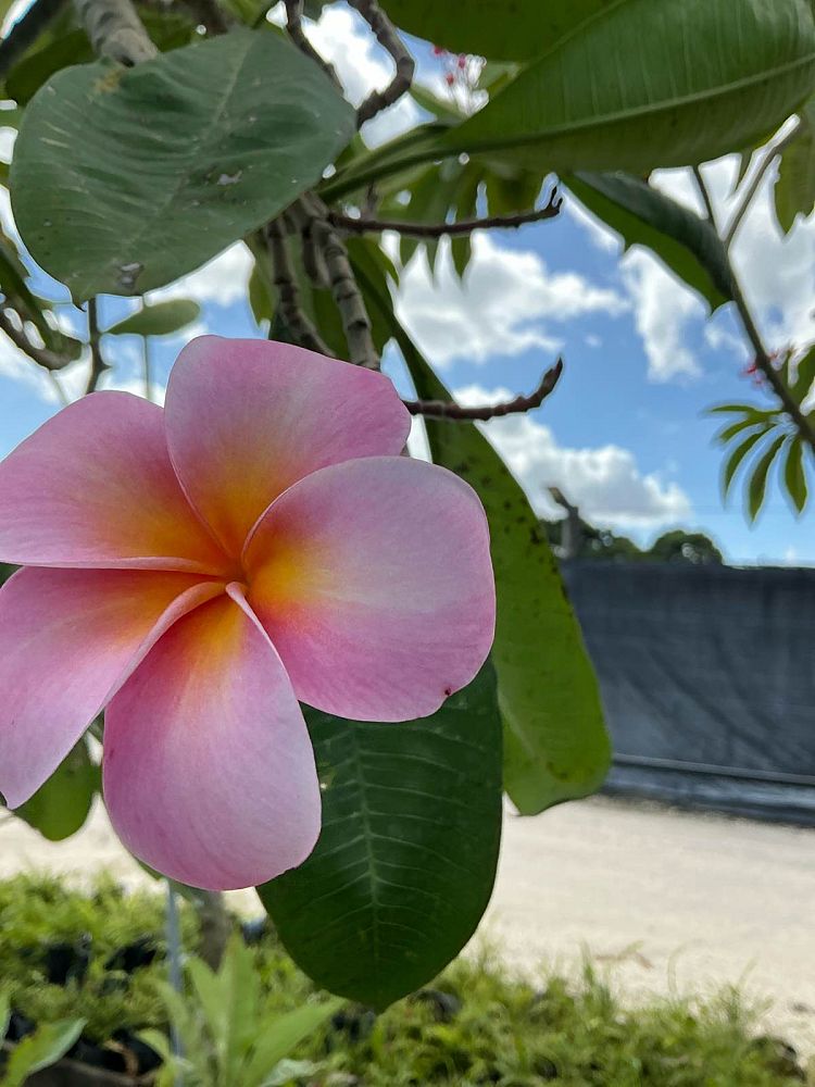 plumeria-obtusa-singapore-frangipani-singapore