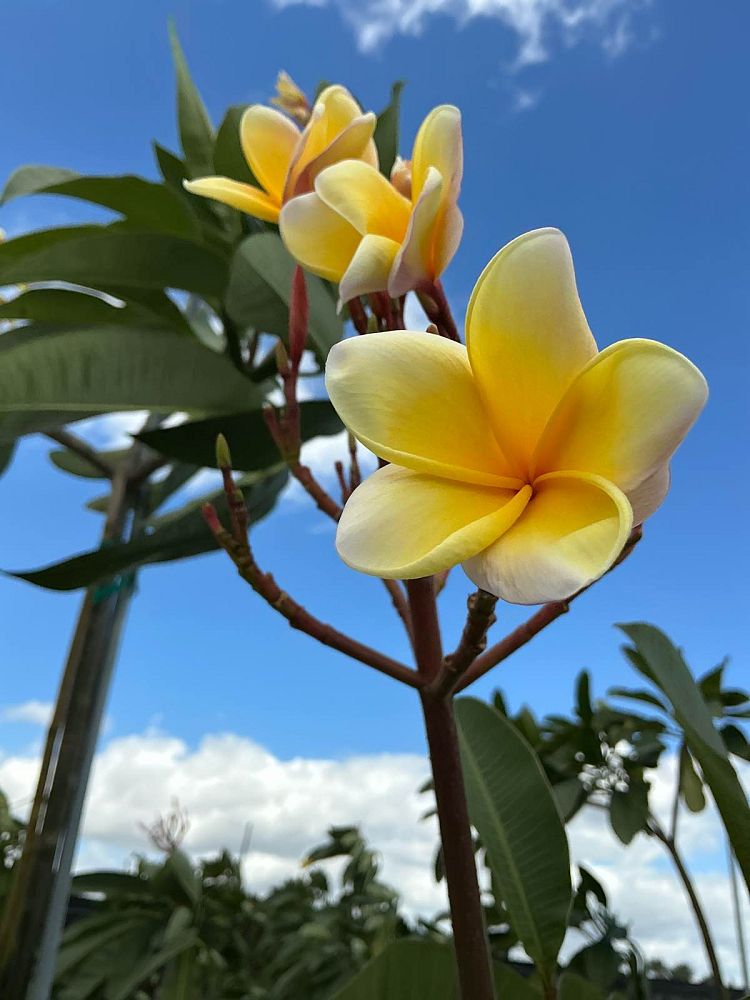 plumeria-obtusa-singapore-frangipani-singapore