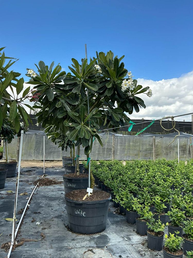 plumeria-obtusa-singapore-frangipani-singapore