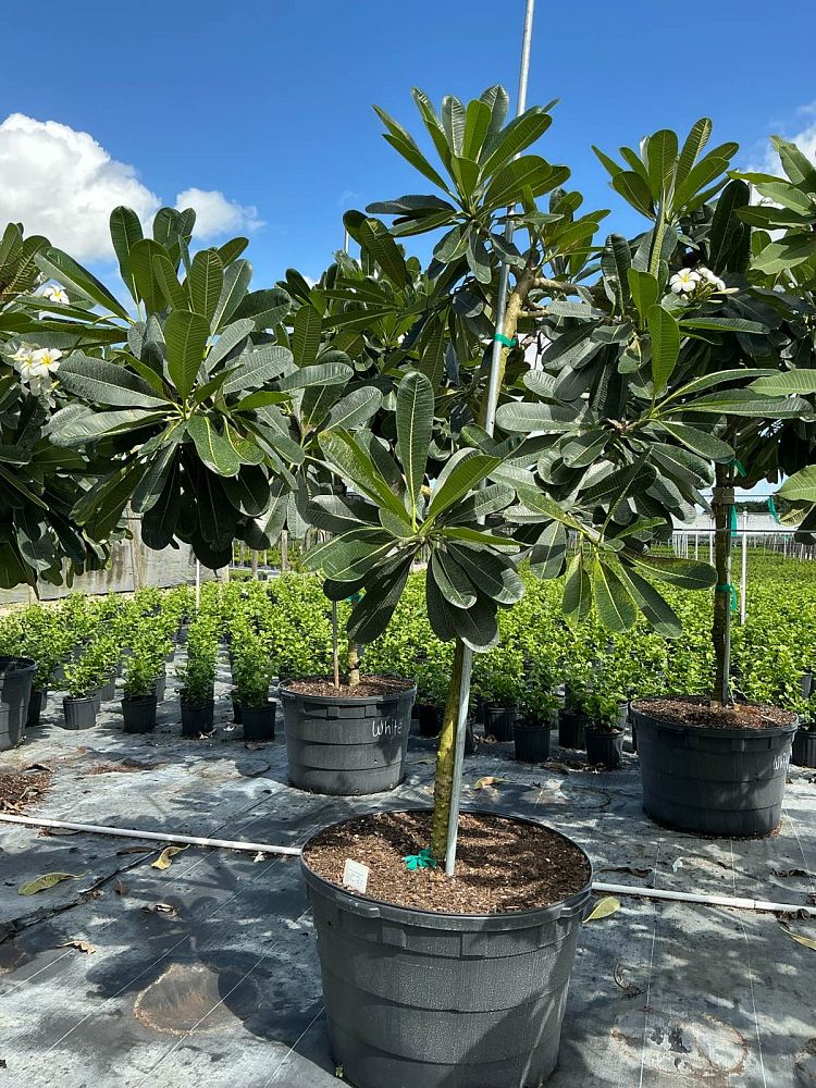 plumeria-obtusa-singapore-frangipani-singapore