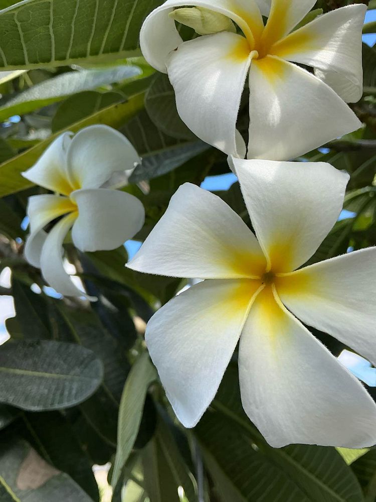 plumeria-obtusa-singapore-frangipani-singapore