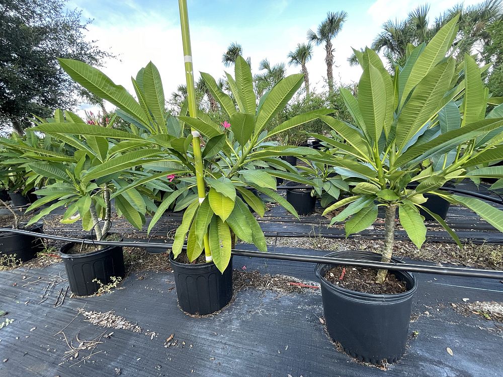 plumeria-pink-frangipani