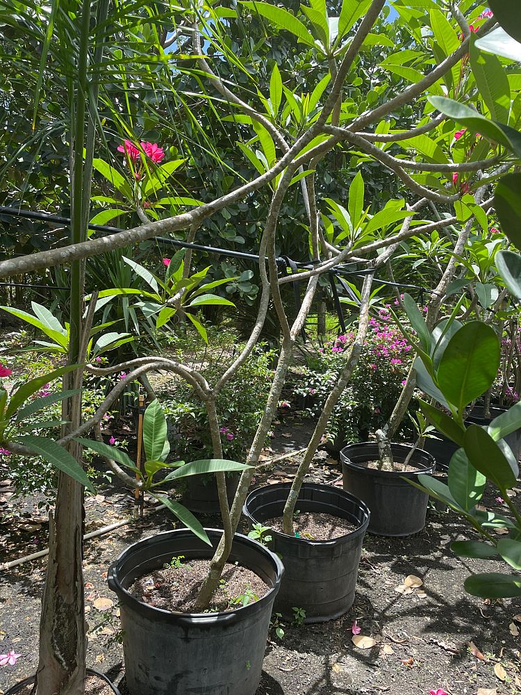 plumeria-pink-frangipani