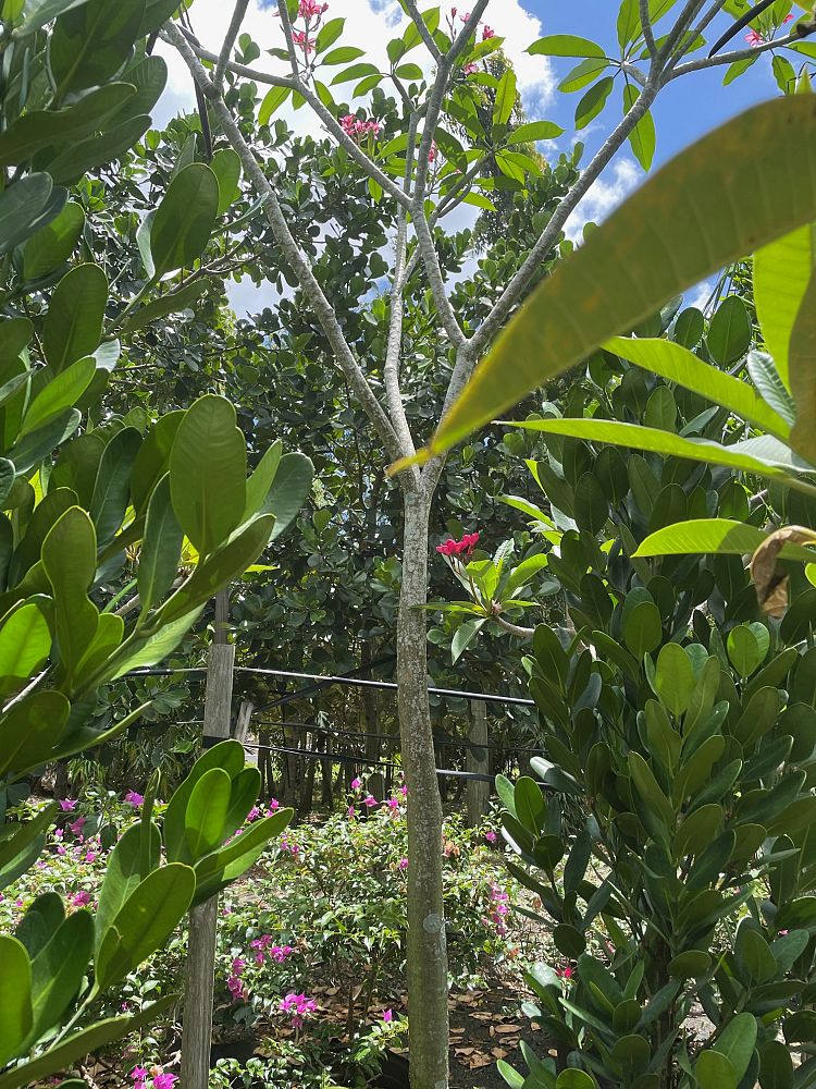 plumeria-pink-frangipani