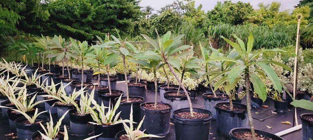 plumeria-pink-frangipani
