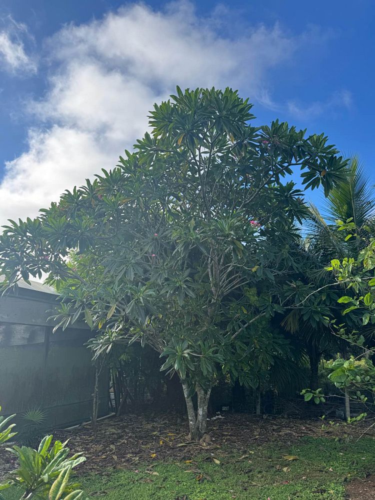 plumeria-pink-frangipani