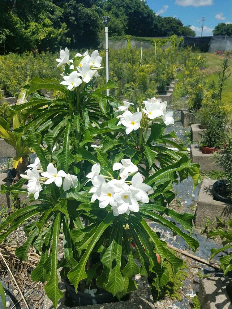 plumeria-pudica-bridal-bouquet-frangipani