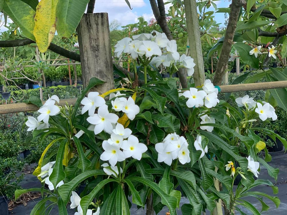 plumeria-pudica-bridal-bouquet-frangipani