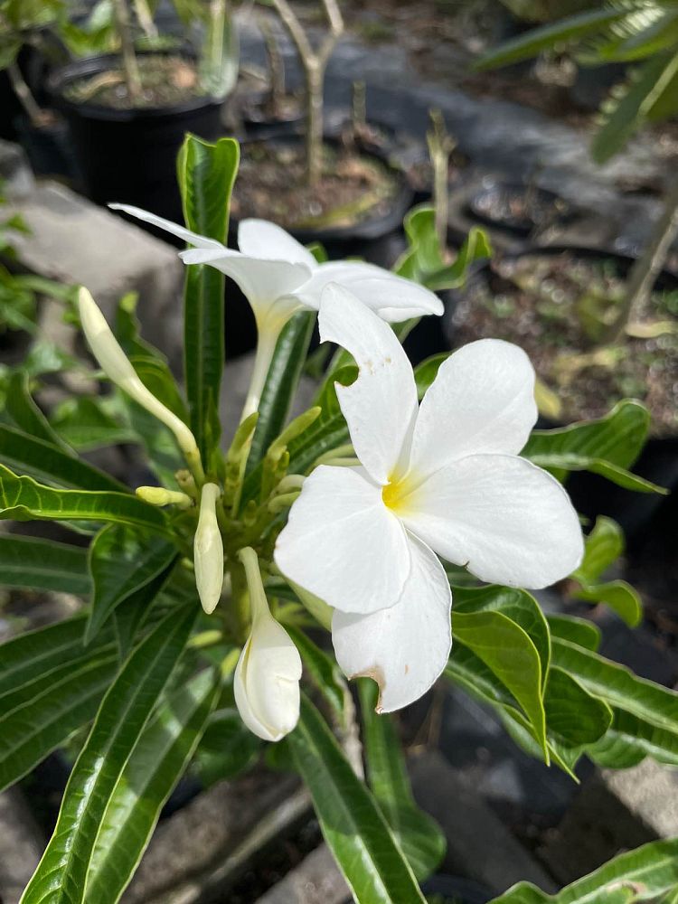 plumeria-pudica-bridal-bouquet-frangipani