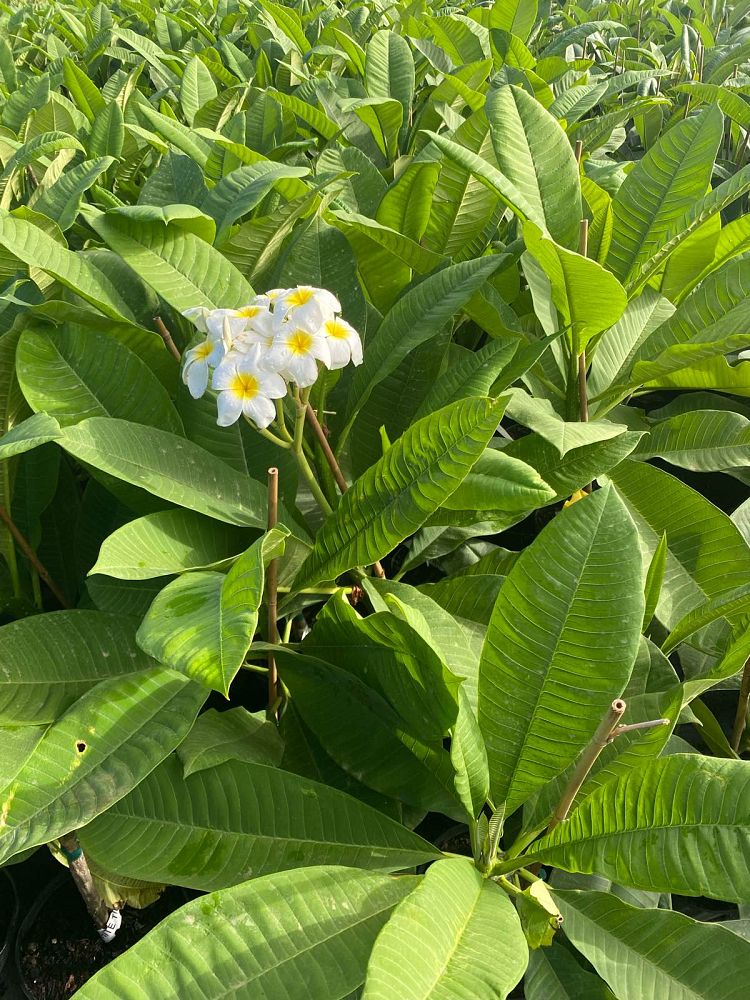plumeria-pudica-bridal-bouquet-frangipani