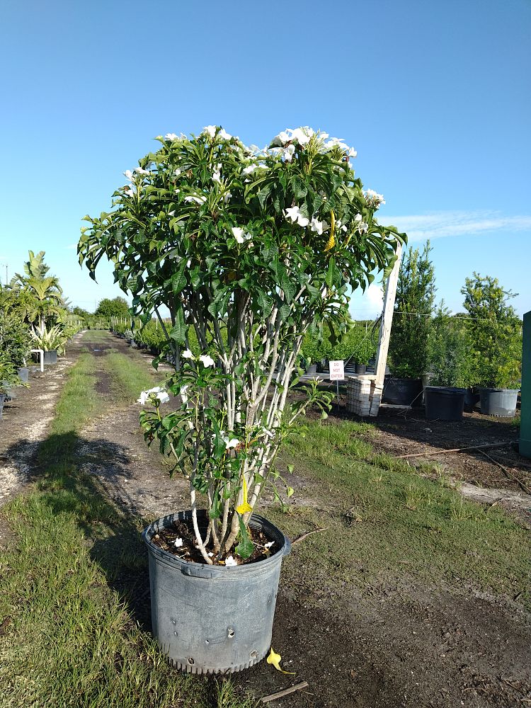 plumeria-pudica-bridal-bouquet-frangipani