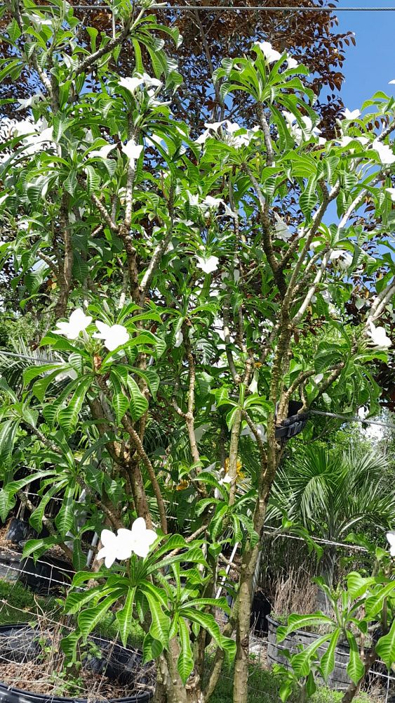 plumeria-pudica-bridal-bouquet-frangipani