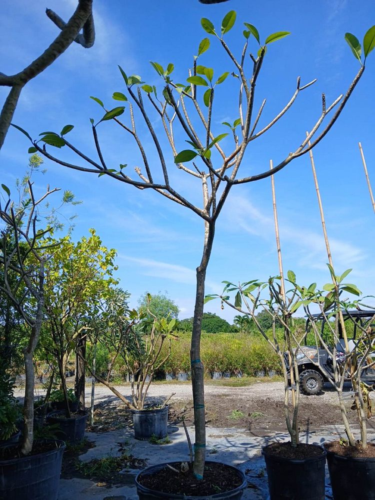 plumeria-pudica-bridal-bouquet-frangipani