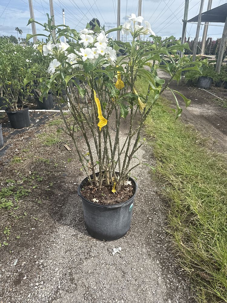 plumeria-pudica-bridal-bouquet-frangipani