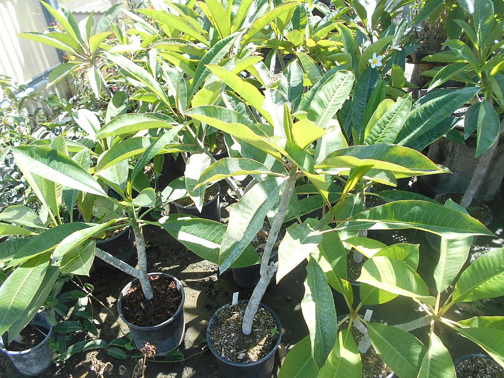 plumeria-rubra-frangipani-plumeria