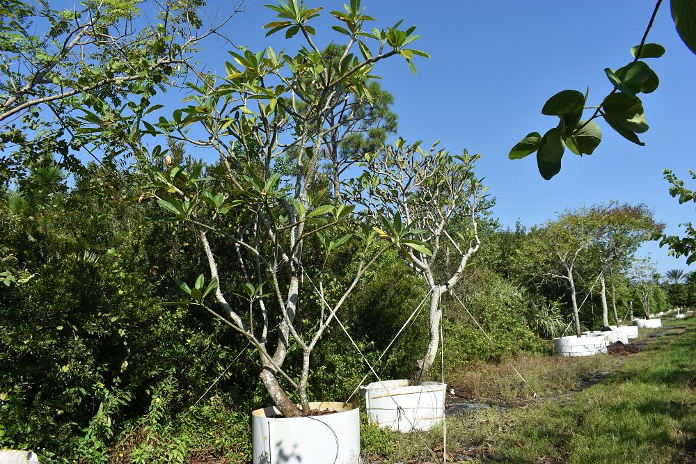 plumeria-rubra-frangipani-plumeria
