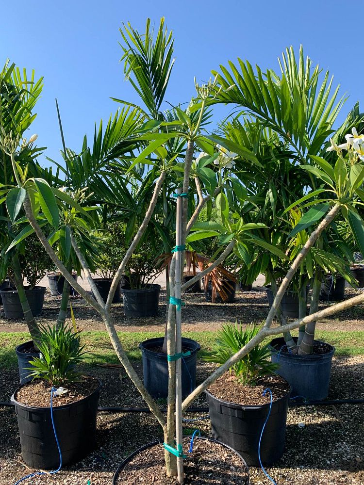 plumeria-rubra-frangipani-plumeria