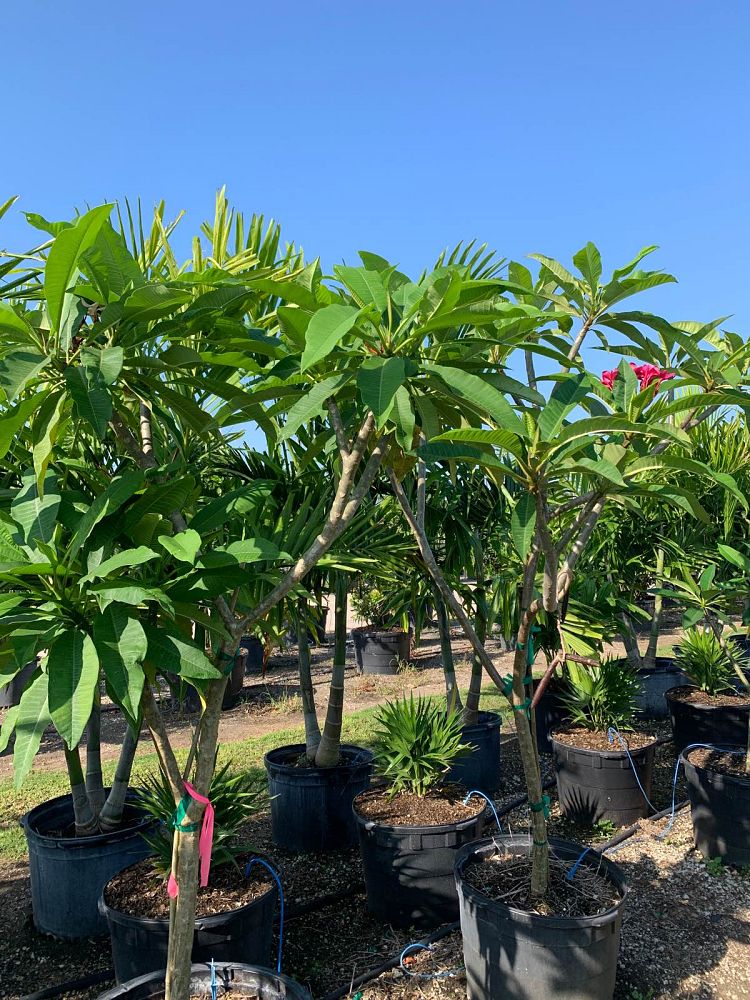 plumeria-rubra-frangipani-plumeria