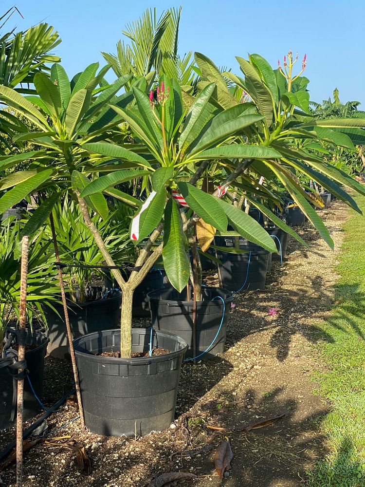 plumeria-rubra-frangipani-plumeria