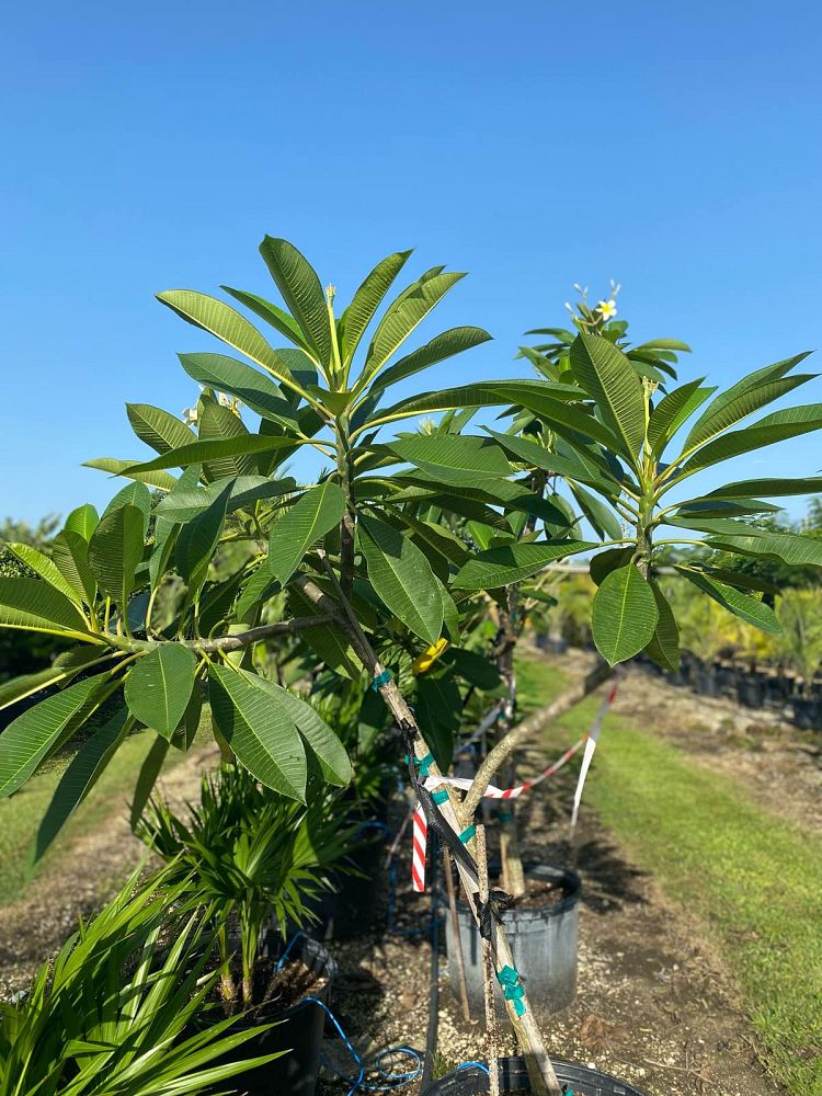 plumeria-rubra-frangipani-plumeria