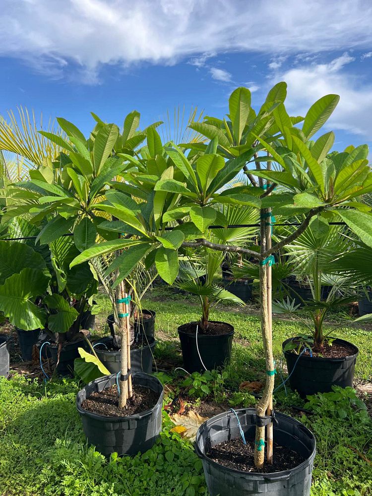 plumeria-rubra-frangipani-plumeria