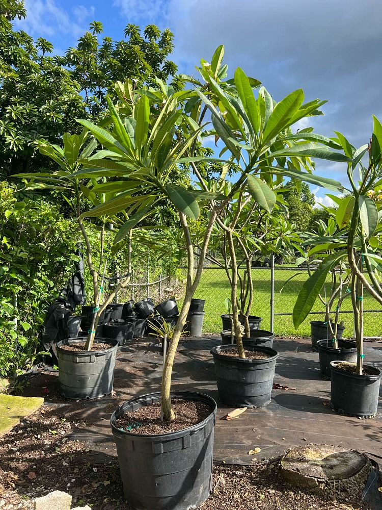 plumeria-rubra-frangipani-plumeria