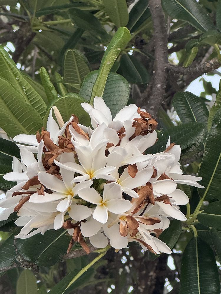 plumeria-rubra-frangipani-plumeria