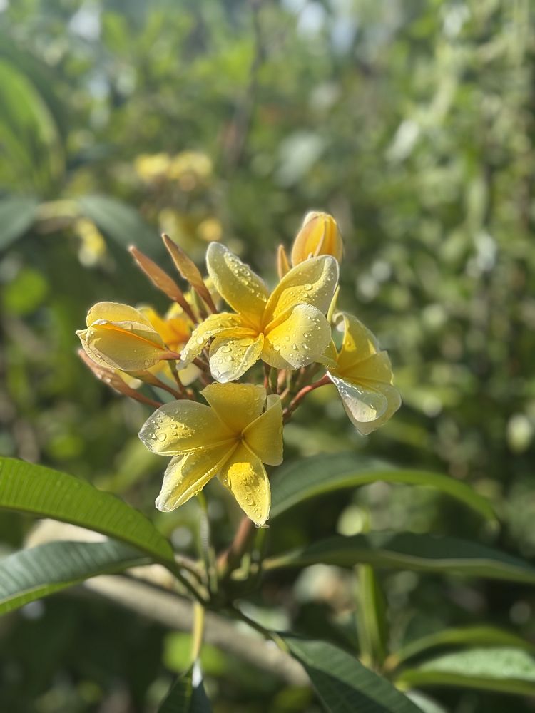 plumeria-rubra-frangipani-plumeria