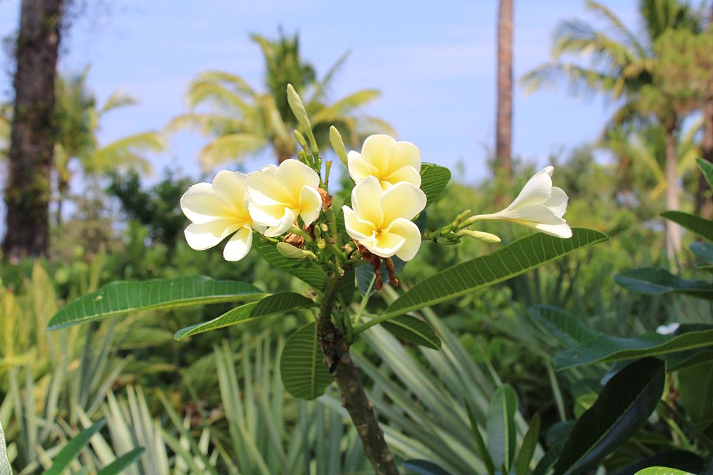 plumeria-rubra-frangipani-plumeria