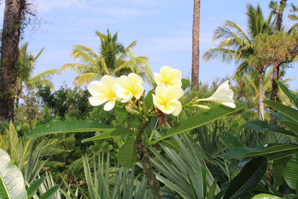 plumeria-rubra-frangipani-plumeria