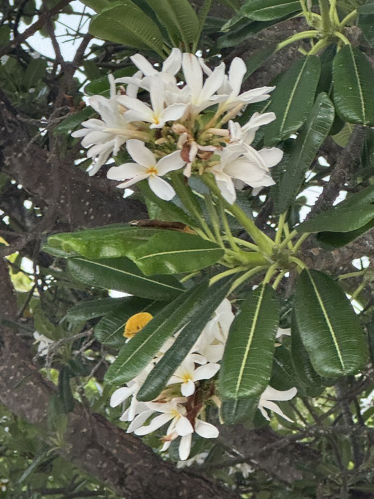 plumeria-rubra-frangipani-plumeria