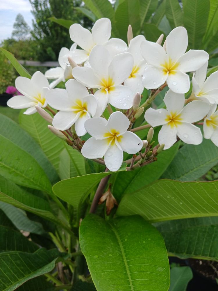plumeria-rubra-frangipani-plumeria