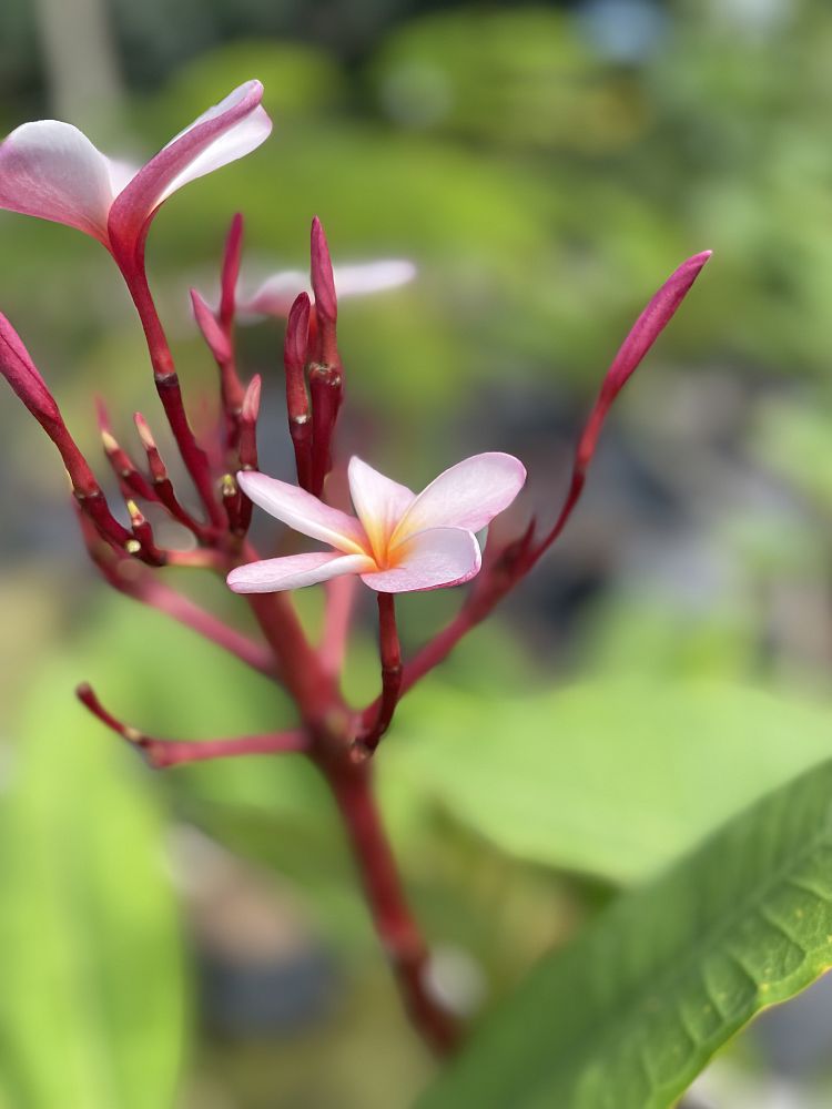 plumeria-rubra-frangipani-plumeria