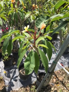 plumeria-rubra-jack-s-yellow-compact-frangipani-nosegay