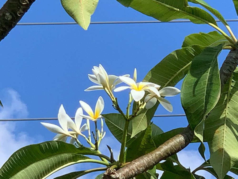 plumeria-rubra-nosegay-frangipani